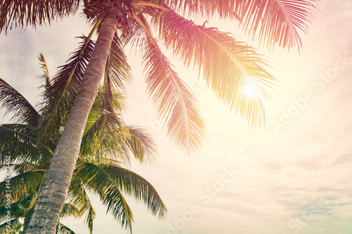 Tropical beach with palm trees and sunny sky