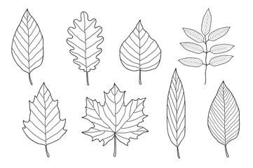 Wall Mural - set of hand drawn leaves
