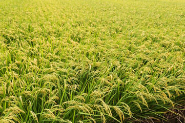 Sticker - Rice field