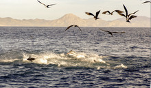 Tuna Feed On A Bait Ball On The Surface Off Baja MexicoTuna