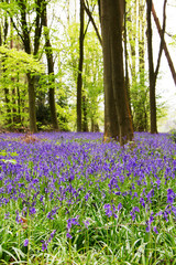 Wall Mural - Bluebells growing on an english woodland floor