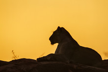 African Lion In Kruger National Park, South Africa