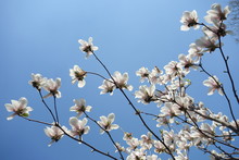 Magnolia White Flowers On Blue Sky