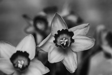 Flowering Daffodils Close-up. Black And White Photography. Blossoming Beautiful Flower Closeup