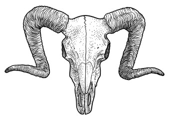 Ram skull illustration, drawing, engraving, ink, line art, vector