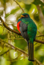 The Masked Tragoon In Cloudforest In Ecuador