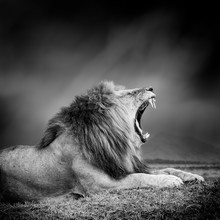 Black And White Image Of A Lion