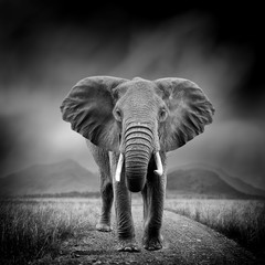 Wall Mural - black and white image of a elephant