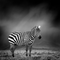 Canvas Print - Black and white image of a zebra