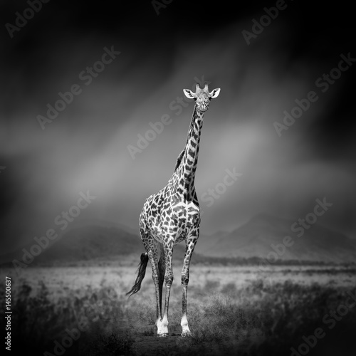Fotomural Black and white image of a giraffe
