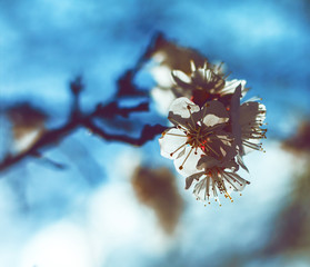 Wall Mural - Blooming garden. Close-up flowers on tree against blue sky. Spring concept