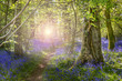 Sunshine through the leaves in bluebell woods