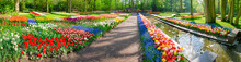 Panorama Of Several Flowerbeds With Tulips And Other Flowers
