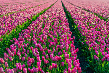 Wall Mural - Dark pink colored tulips in long converging tulip beds