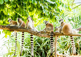 Ring-tailed Lemur in chiangmia THailand