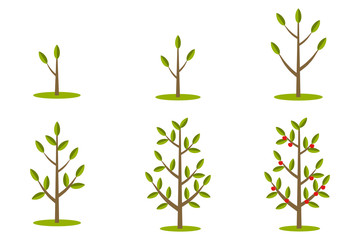 phases of tree growth