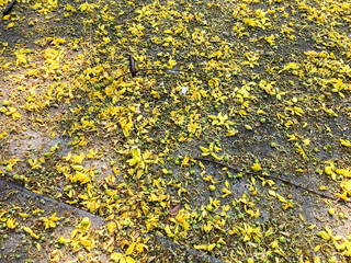 Poster - yellow background flowers nature floor wallpaper detail