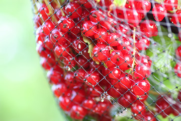 Wall Mural - redcurrants on the bush