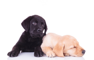 Wall Mural - yellow labrador retriever puppy sleeping next to its brother