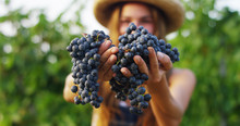 Girl In September To Harvest Vineyards , Collects The Selected Grape Bunches In Italy For The Great Harvest. Biological Concept Id , Organic Food And Fine Wine Handmade	