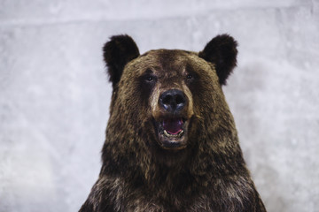 the bear close to the camera. brown brown bear looking at camera