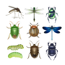 Set Of Different Insects
