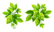 Fresh Hop Plants With Cones And Green Leaves, Isolated On White