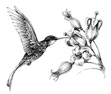 Hummingbird In Flight Drawing
