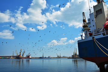 Canvas Print - Birds on the sky, sea and harbor