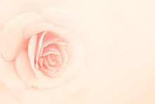 Pink Rose Flower In Vintage Color Style For Romantic Background
