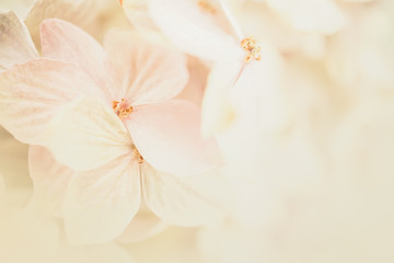 Wall Mural - hydrangea flowers in soft and blur style for romantic background
