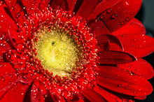 Beautiful Red Flower With Pure Dew Drops On Top, Close Up Background .bright Red Gerbera. Purity Concept.