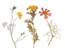 Set Of Wild Dry Pressed Flowers And Leaves