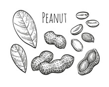 Peanut Sketch Set