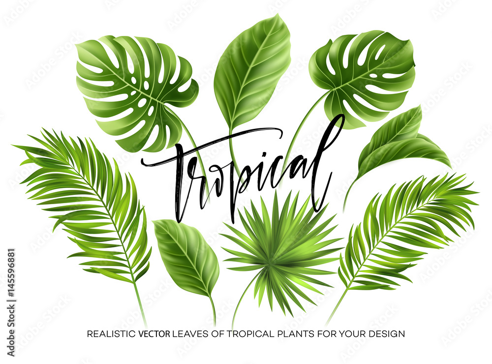 Tropical palm leaves set isolated on white background. Vector ...