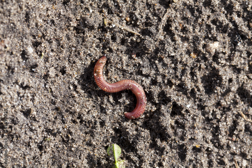 Regenwurm Foto Poster Wandbilder Bei Europosters