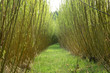 Plantation energy of willow (salix) plants grown by spring sunrise