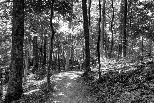 Naklejka ścienna Wooded Path