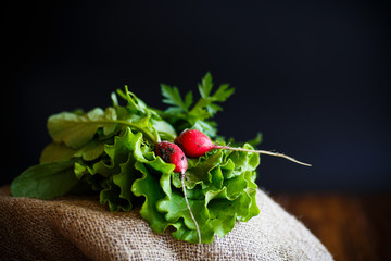 Fresh salad leaves with organic radish and herbs