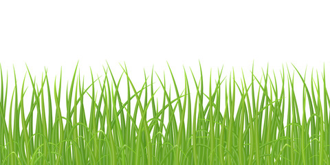 Wall Mural - High quality green grass on white background, seamless vector illustration.