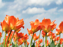 Beautiful Orange Tulips With Blue Sky As Background