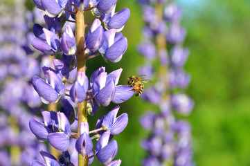 Wall Mural - Bee close-up sitting on a flower