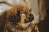 Fototapeta Psy - Puppies of the Tibetan mastiff in the basket