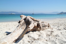Driftwood In A Idyllic Beach Of Cies Islands In Galicia, Spain