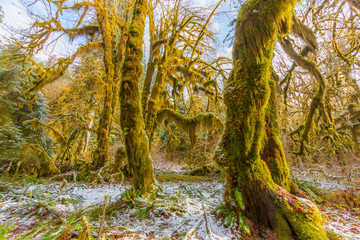 Wall Mural - The beautiful view of Hoh Rain Forest in winter. Hoh Rain Forest, Olympic National Park, Washington state, USA