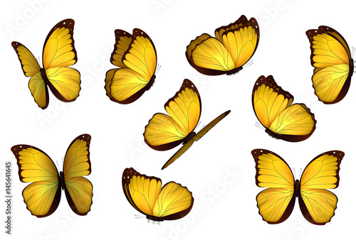 Fotografía Set colorful isolated butterflies