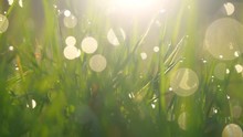 Abstract Shot Of Wet Green Grass With Dew Drops In Morning Lights