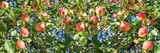 harvesting fruits apples in  orchard,panorama