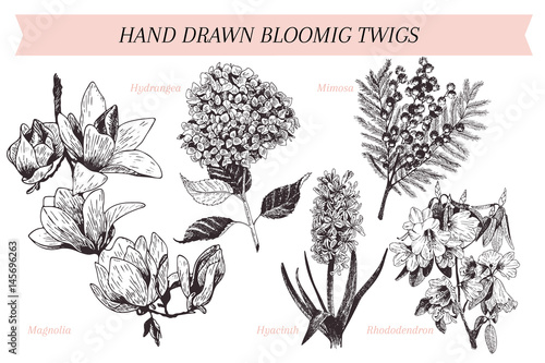Fotografie, Obraz Vector hand drawn spring blossoms poster
