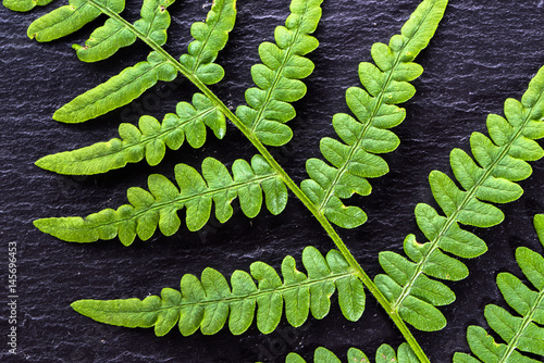 Green leaf texture, fern on black background, sacred geometry in nature, fractal natural pattern